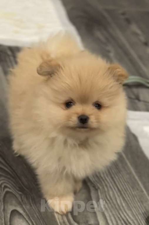 Собаки в Москве: Померанский шпиц мальчик Мальчик, 25 000 руб. - фото 1