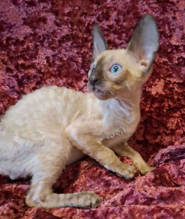 Кошки в Санкт-Петербурге: Девочки и мальчики Мальчик, 25 руб. - фото 1