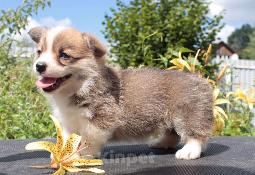 Собаки в Москве: вельш корги пемброк щенки  Девочка, 85 000 руб. - фото 5