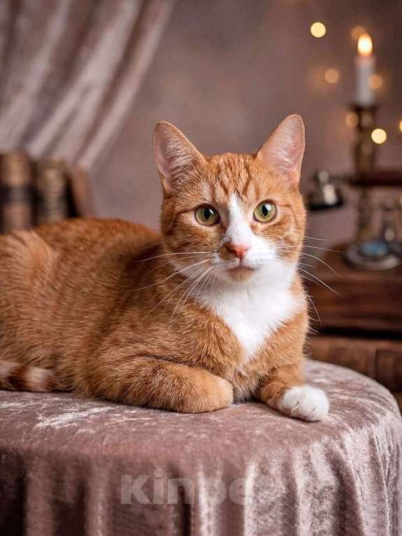 Кошки в Москве: Маленькая дачная сирота ищет дом и человека Девочка, 10 руб. - фото 1