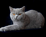 Кошки в Москве: Голубой британский кот. Крупный Мальчик, Бесплатно - фото 3