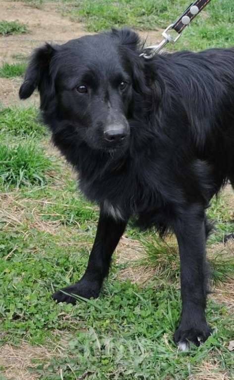 Собаки в Москве: Дарси. Покоритель сердец Мальчик, 1 руб. - фото 2