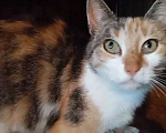 Кошки в Санкт-Петербурге: Робкая Фенечка ждет своего человека Девочка, Бесплатно - фото 1