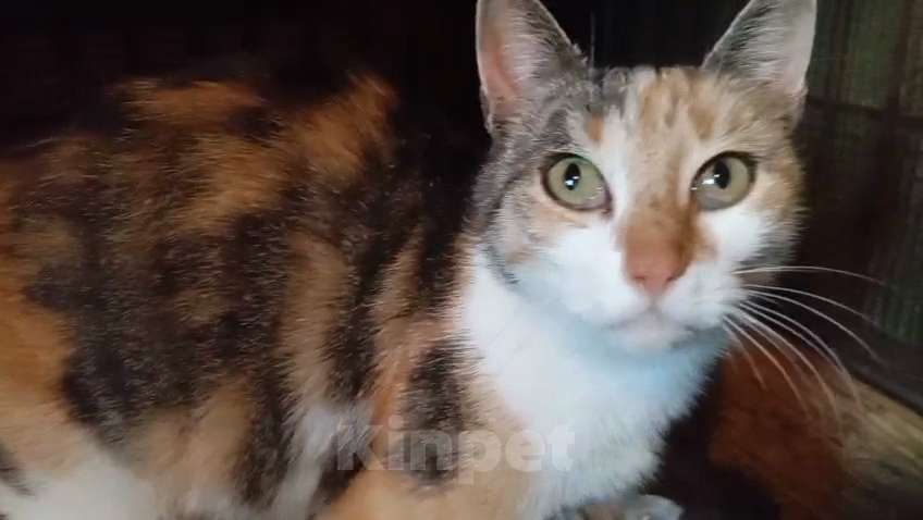 Кошки в Санкт-Петербурге: Робкая Фенечка ждет своего человека Девочка, Бесплатно - фото 1