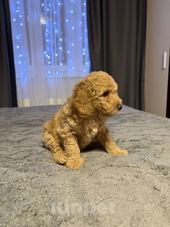 Собаки в Краснодаре: Щенки карликового пуделя Мальчик, 40 000 руб. - фото 5