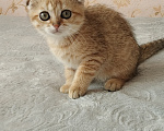 Кошки в Курганинске: Продаются шотландские котята Девочка, Бесплатно - фото 3