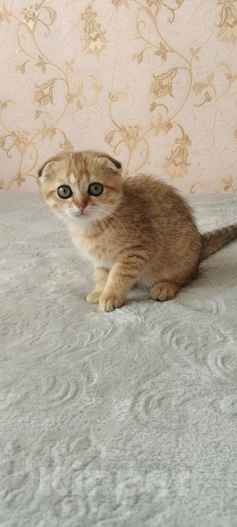 Кошки в Курганинске: Продаются шотландские котята Девочка, Бесплатно - фото 3