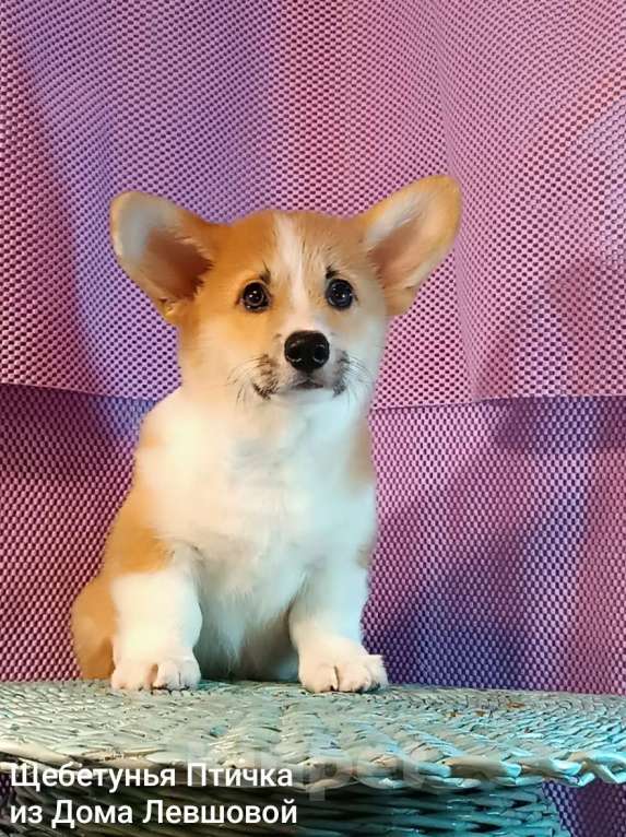 Собаки в других городах Тверской области: Щебетунья Птичка из Дома Левшовой Девочка, 50 000 руб. - фото 7