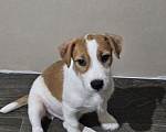 Собаки в Высоковске: Джек-рассел-терьер Мальчик, 40 000 руб. - фото 1