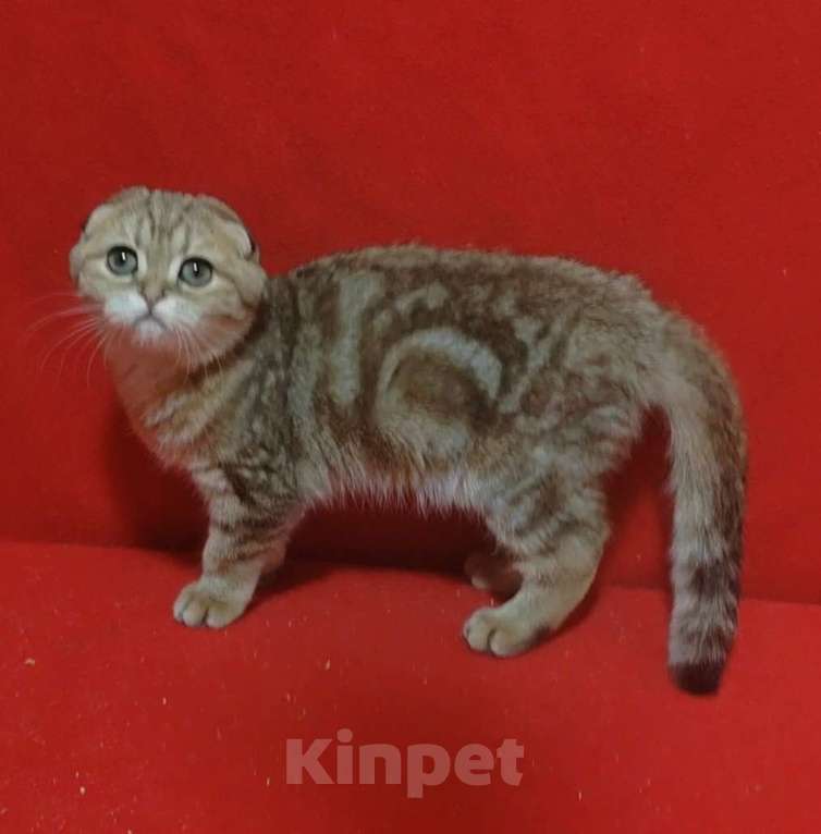 Кошки в Москве: Золотая мраморная кошечка Девочка, 10 000 руб. - фото 7