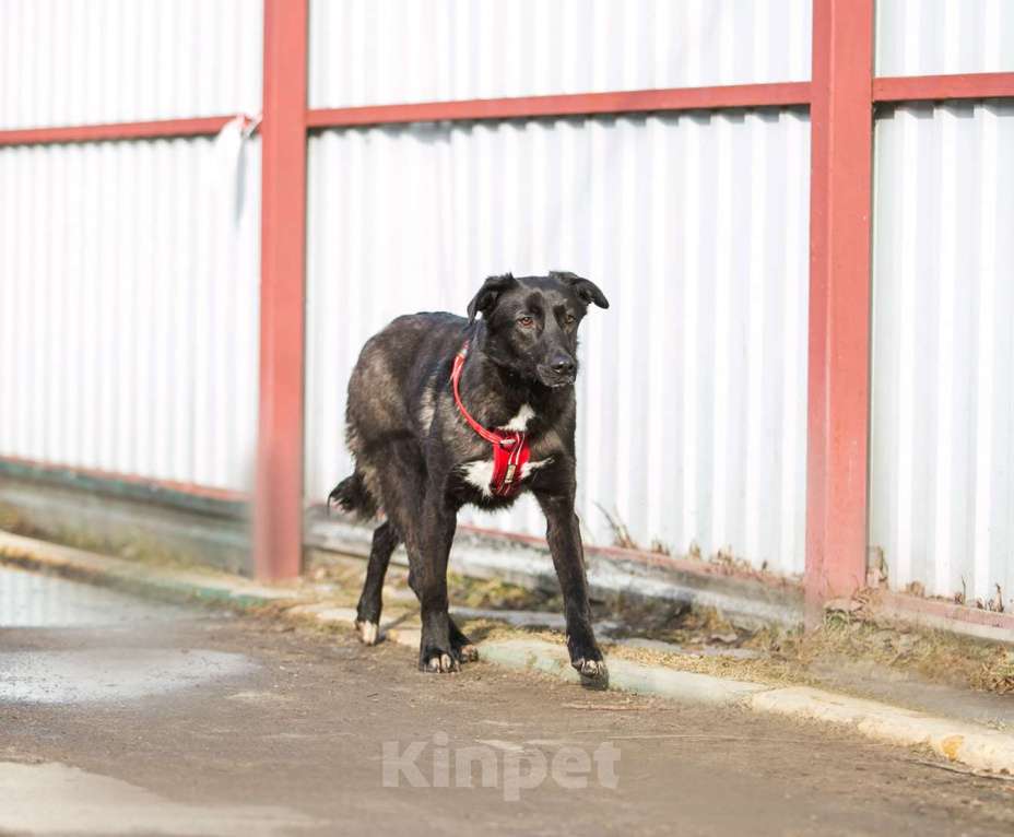 Собаки в Москве: Умнейшая малышка Жасмин! Девочка, Бесплатно - фото 2