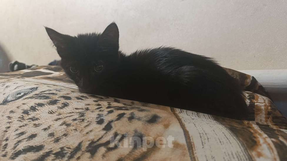 Кошки в Ростове-на-Дону: Котенок девочка  Девочка, Бесплатно - фото 2