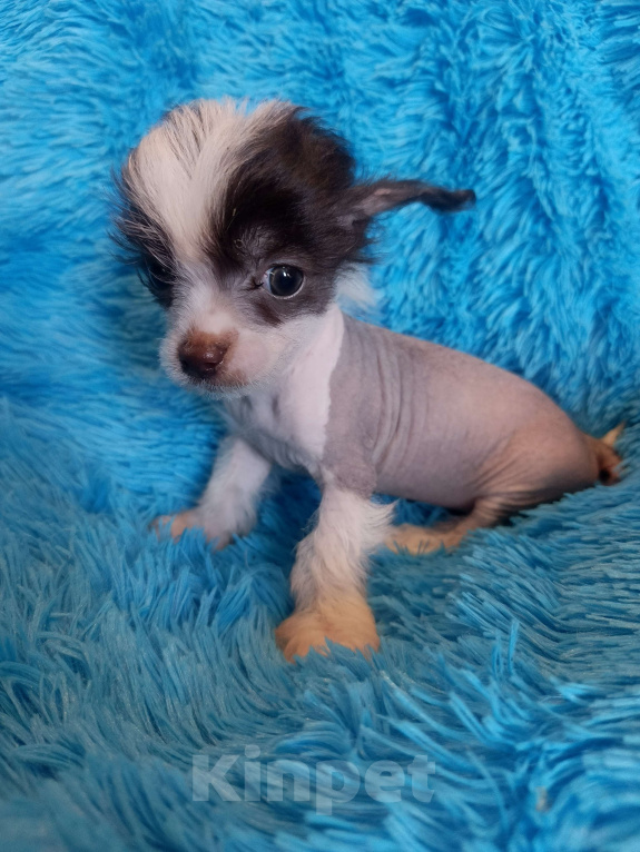 Собаки в Санкт-Петербурге: Китайская хохлатая мини  Мальчик, 50 000 руб. - фото 4