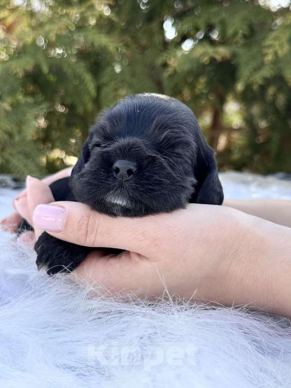 Собаки в Пскове: Американский Кокер Спаниель  Девочка, 30 000 руб. - фото 5