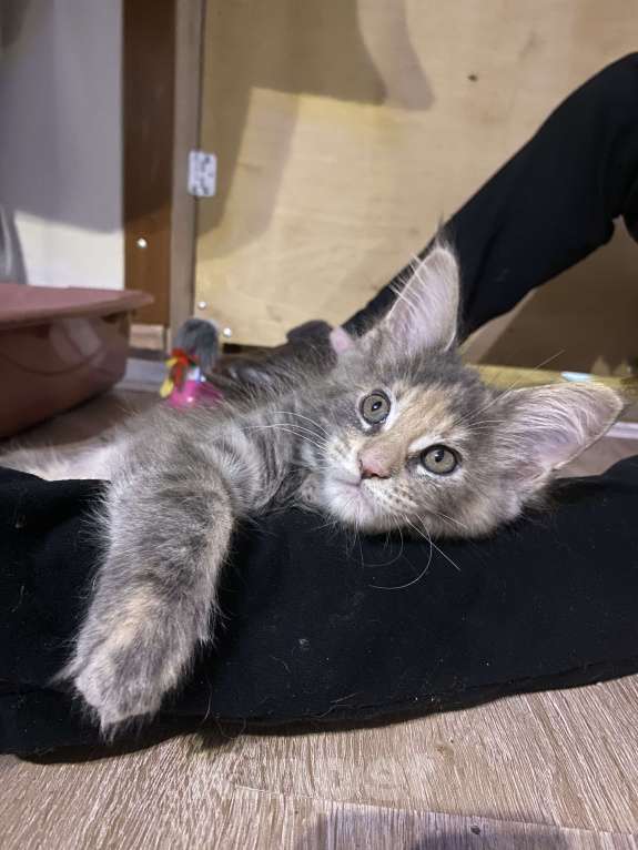 Кошки в Твери: мейн-кун девочка Девочка, 35 000 руб. - фото 1