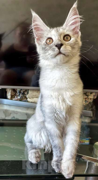 Кошки в Краснодаре: ПРАДА Девочка, 70 000 руб. - фото 6