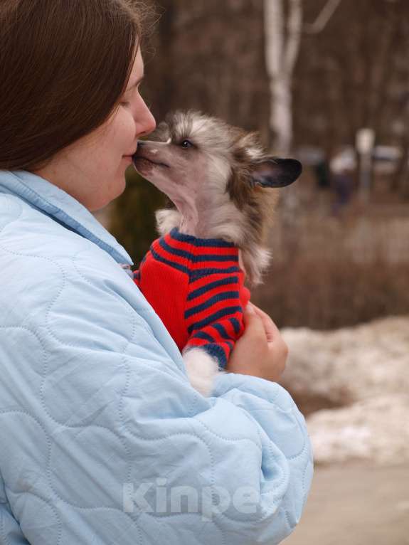 Собаки в Липецке: Небольшой голый мальчик Мальчик, 50 000 руб. - фото 1