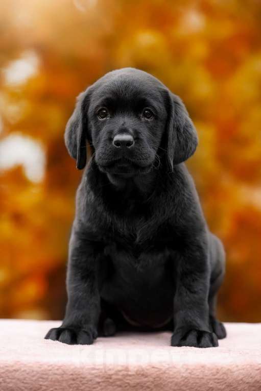 Собаки в Ярославле: Щенки лабрадора,девочки Девочка, 60 000 руб. - фото 10