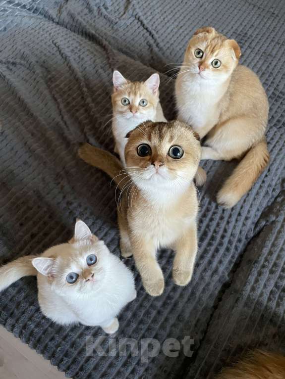 Кошки в Краснодаре: Котята Мальчик, Бесплатно - фото 5