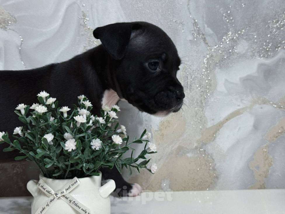 Собаки в Самаре: Стаффордширский терьер Мальчик, 25 000 руб. - фото 2