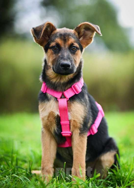 Собаки в других городах Московской области: Чудо с бархатными ушками:) Девочка, Бесплатно - фото 1