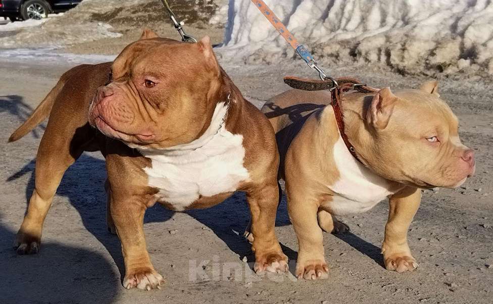 Собаки в Москве: Шикарный мальчик шоу класса Мальчик, 200 000 руб. - фото 4