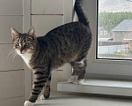 Кошки в Химках: Котенок в добрые руки Девочка, Бесплатно - фото 4