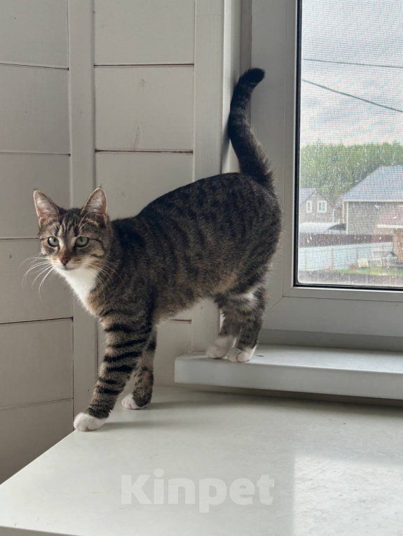 Кошки в Химках: Котенок в добрые руки Девочка, Бесплатно - фото 4