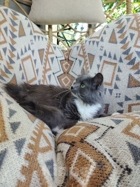Кошки в Москве: Котенок в добрые руки Девочка, Бесплатно - фото 4