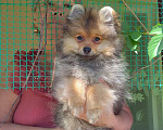 Собаки в Новосибирске: Щенок  немецкого малого  шпица Мальчик, Бесплатно - фото 1