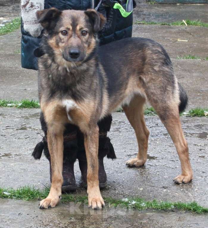 Собаки в Москве: Собака -улыбака, верный друг Тимка ждет свою семью Мальчик, Бесплатно - фото 2