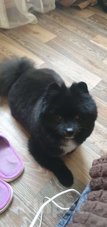 Собаки в Москве: Шпиц для вязки Мальчик, 1 руб. - фото 3