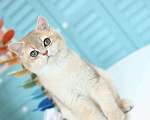 Кошки в Владивостоке: Британский голубой золотистый котенок Мальчик, 70 000 руб. - фото 2