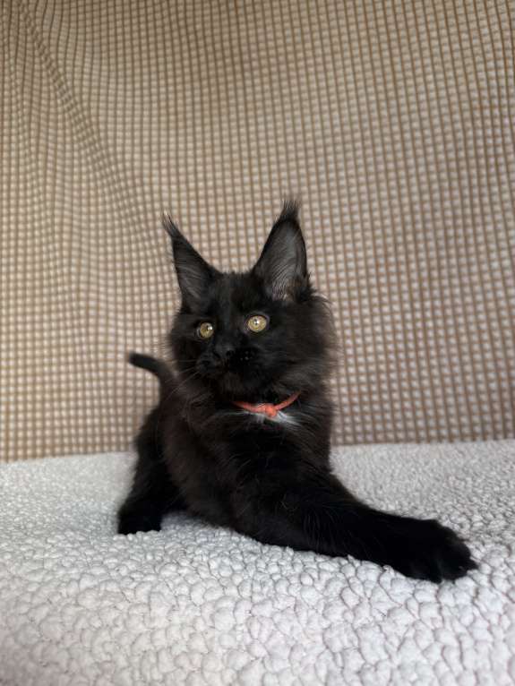 Кошки в Москве: Мейн-кун мальчик Мальчик, 40 000 руб. - фото 1