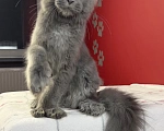 Кошки в Москве: Котята мейн-кун,  полидакт Мальчик, Бесплатно - фото 4