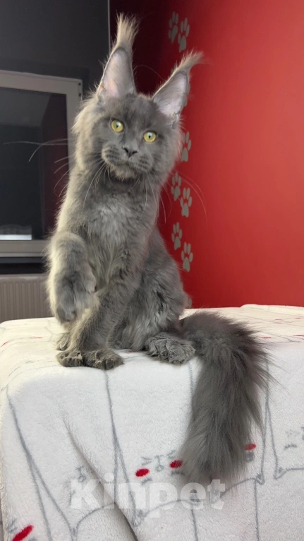 Кошки в Москве: Котята мейн-кун,  полидакт Мальчик, Бесплатно - фото 4
