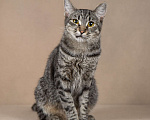 Кошки в Москве: Ласковая Бетти.  Добрейшая полосатая кошечка в добрые руки. Девочка, Бесплатно - фото 3