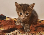 Кошки в Волгограде: Малыши даром Девочка, Бесплатно - фото 2