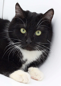 Котёнок Марсель в добрые руки