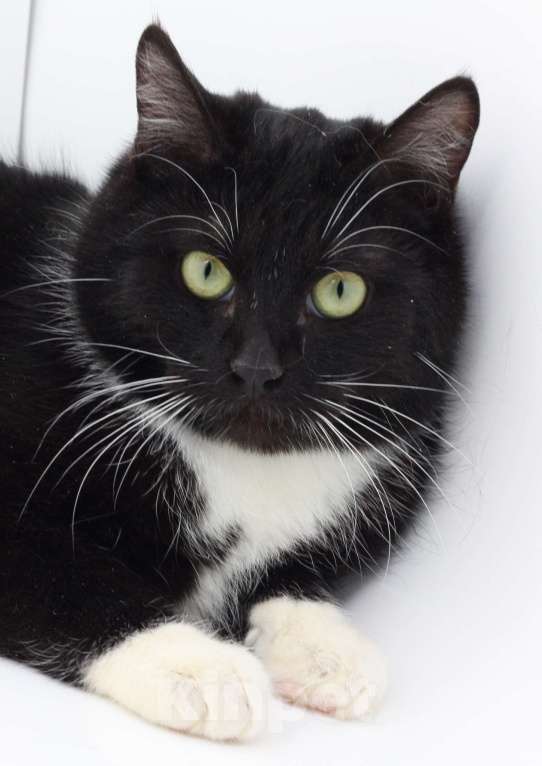 Кошки в Москве: Котёнок Марсель в добрые руки Мальчик, Бесплатно - фото 1