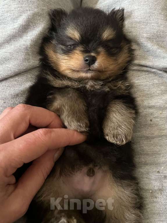 Собаки в Туле: Мраморные с подпалом щенки шпица Разнополые, Бесплатно - фото 1