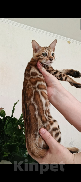 Кошки в Новосибирске: Бенгальские котята Девочка, 50 000 руб. - фото 7