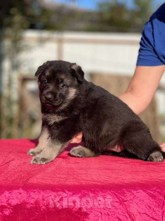 Собаки в других городах Ленинградской области: Сука ВЕО от Гордость Питера Церри Бой х Гроза Девочка, 40 000 руб. - фото 4