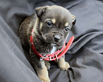 Собаки в Краснодаре: Отдам щенка, 2 месяца Девочка, 10 руб. - фото 5