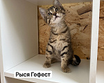 Кошки в Санкт-Петербурге: Котята ищут дом Разнополые, 3 500 руб. - фото 6