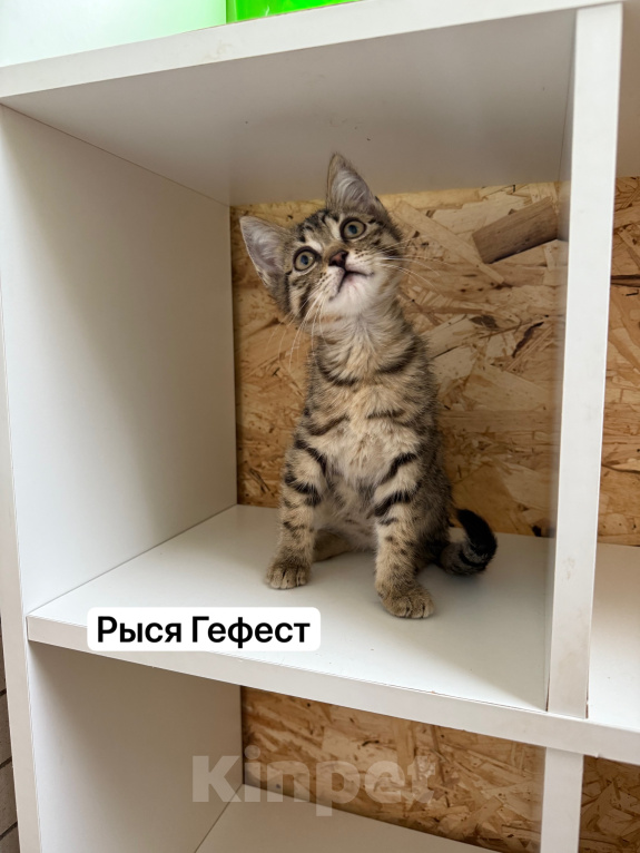 Кошки в Санкт-Петербурге: Котята ищут дом Разнополые, 3 500 руб. - фото 6