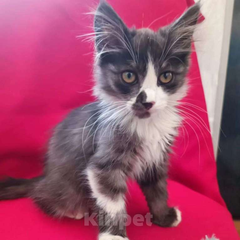 Кошки в Москве: Малыш срочно ищет дом Мальчик, Бесплатно - фото 3