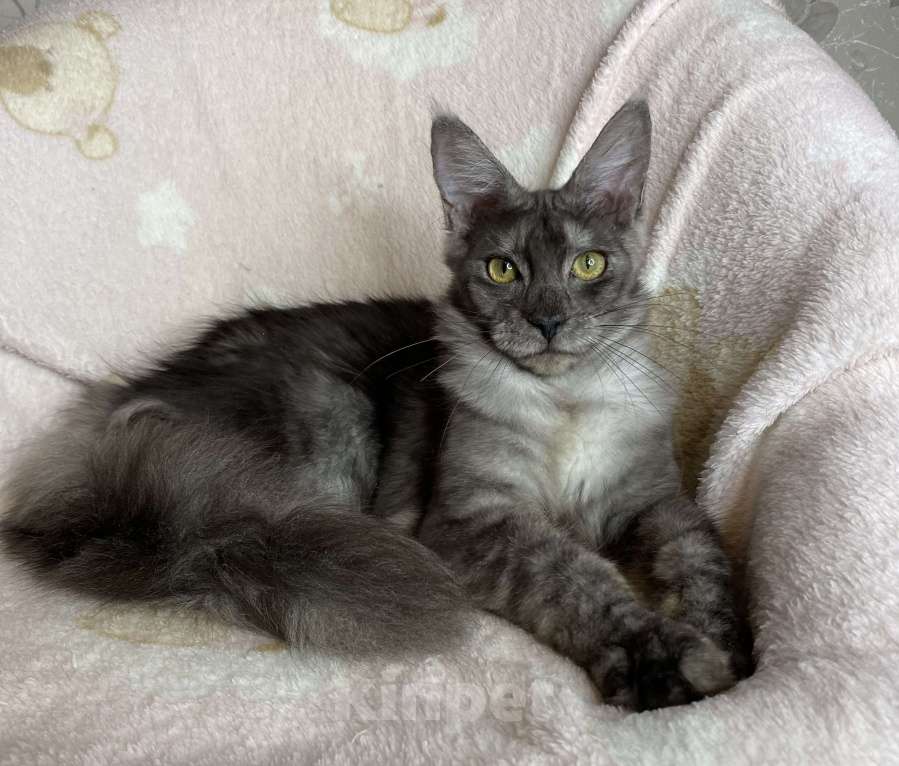 Кошки в Дмитрове: Черная дымчатая девочка мейн кун Nika Девочка, 15 000 руб. - фото 3