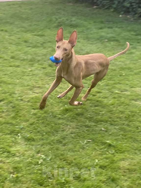 Собаки в других городах Московской области: Фараонова собака Мальчик, 25 000 руб. - фото 7