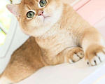 Кошки в Владивостоке: Британский котенок Карат Мальчик, 80 000 руб. - фото 5